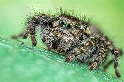 Download Spider Arachnid Macro Animal Jumping Spider HD Wallpaper