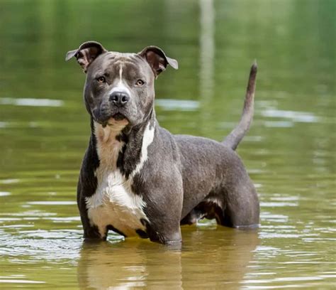 10 Most Expensive Pitbulls You Can Buy - Rarest.org