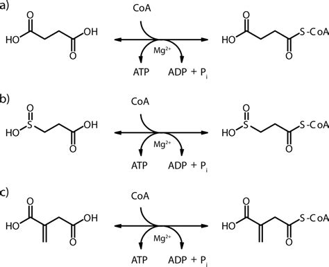 Succinyl Coa Structure