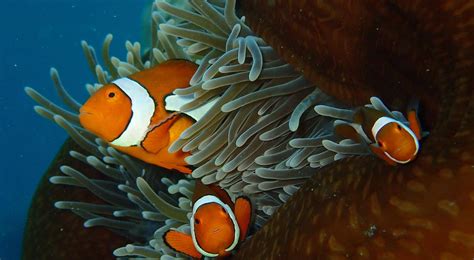 Is the Great Barrier Reef the only reef that needs to be rescued?