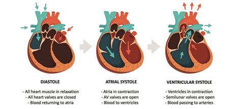 Pulse Pressure - The Definitive Guide | Biology Dictionary