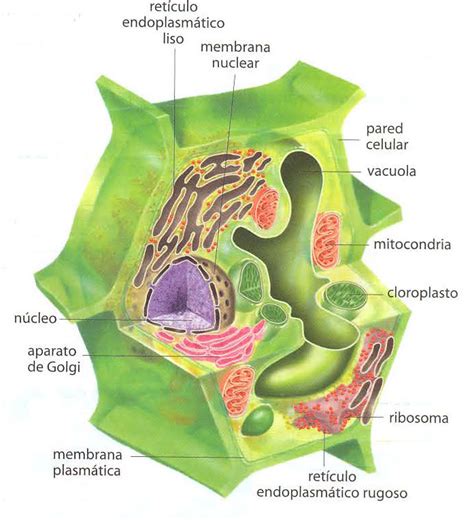 Membrana Plasmática: Célula Vegetal