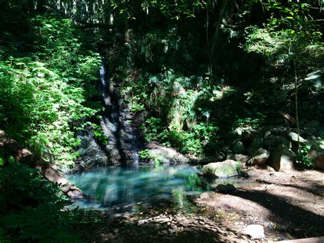 Pin by Jeffery G on Bunya Mountains Queensland Australia | Tropical rainforest, Queensland ...