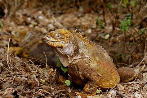 Where Does My $100 Galapagos National Park Entrance Fee Go? | Galapagos Islands - Travel Guide