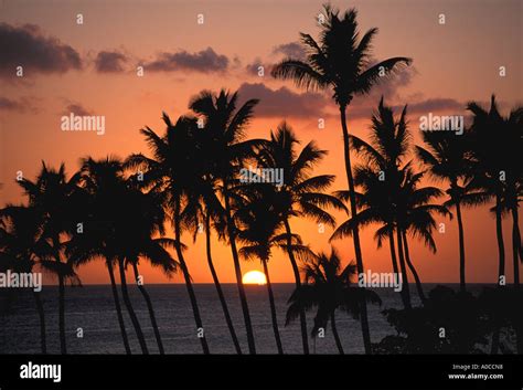 Sunset Tropical coconut palm trees Stock Photo - Alamy