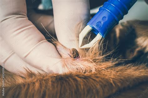 Veterinarian doctor removing a tick from the dog Stock Photo | Adobe Stock