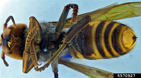 Asian Giant Hornet Fact Guide | Department of Entomology | Virginia Tech