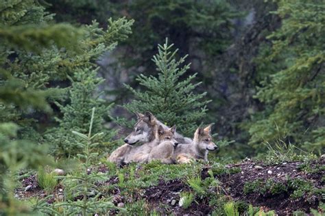 Wildlife photographer spends five years following a wild wolf pack in ...