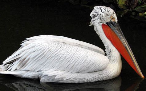 Dalmatian pelican (Pelecanus crispus) | DinoAnimals.com