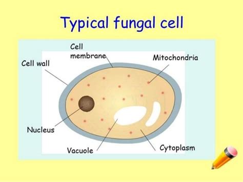 Fungal Cell Diagram