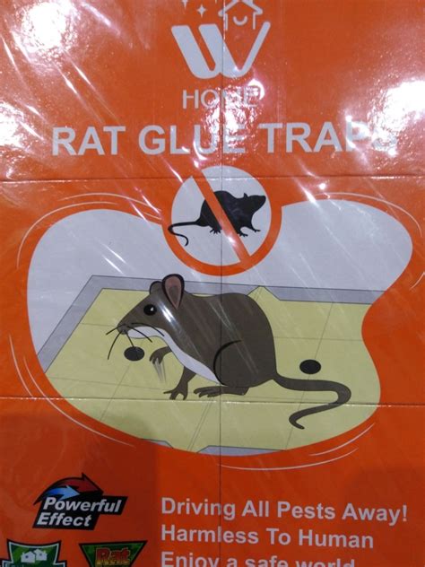 Buy Best Quality 2 Pack - Rat Glue Trap Kit | WBM Home