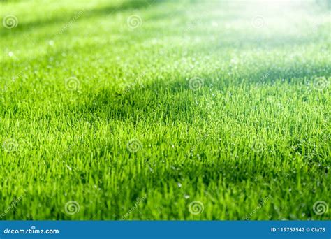 Green grass with sunlight stock photo. Image of nature - 119757542