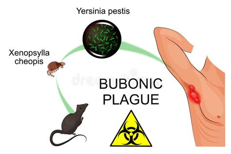 Yersinia Pestis Dei Batteri Di Peste Bubbonica Illustrazione di Stock ...