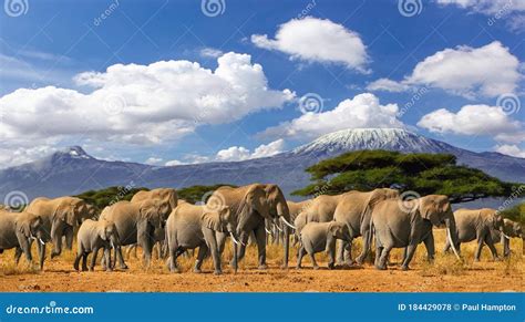 Mt Kilimanjaro Elephant Herd Tanzania Kenya Africa Stock Photo - Image ...