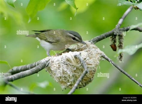 Red eyed Vireo building nest Stock Photo, Royalty Free Image: 18492229 - Alamy