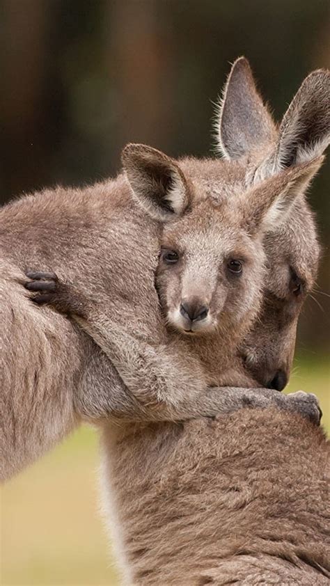 Cute Baby Animals, Baby Kangaroo Hugging The Mother, joey, animal, cutest moment, HD phone ...