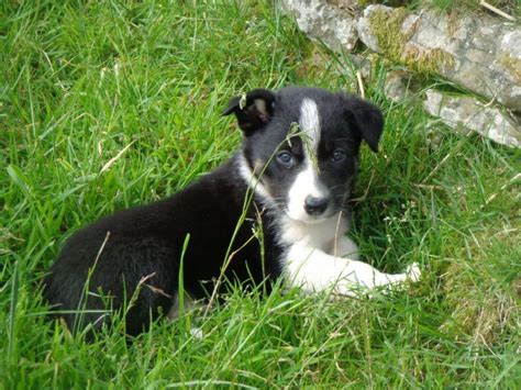 border-collie-sheepdog-puppies-51cf0fecad95e | Sheep dog puppy, Puppies, Cute dogs breeds