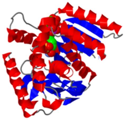 Malate dehydrogenase - Proteopedia, life in 3D