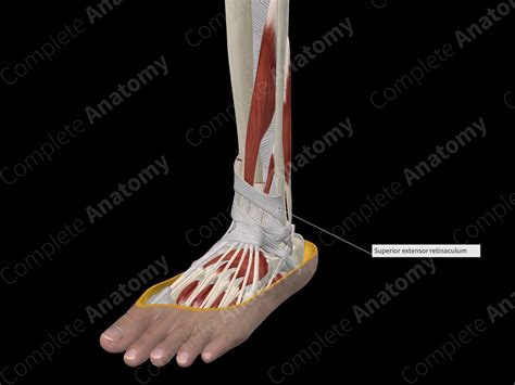 Superior Extensor Retinaculum of Ankle | Complete Anatomy