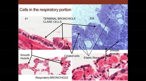 12. Medical School Histology. Respiratory System. - YouTube