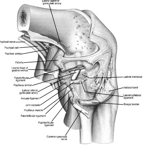 Coronary Ligament Knee