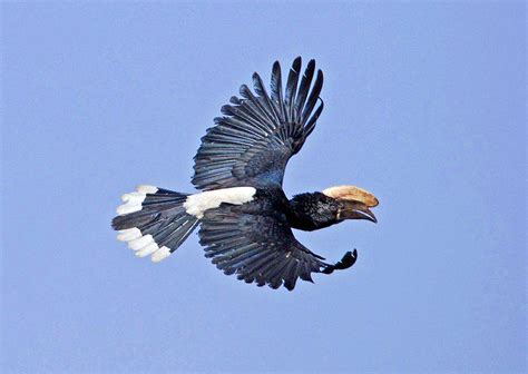 Silvery-cheeked Hornbill | IUCN Hornbill Specialist Group