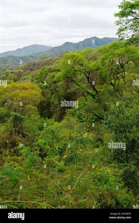 Overview of the neotropical Yungas Cloud forest in the foothills of the ...