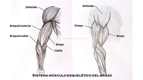 Sistema Musculo-Esquelético | Ingeniería Online