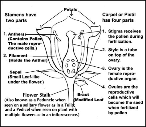 Team Buffon: French Vanilla Marigold's: Flower Anatomy