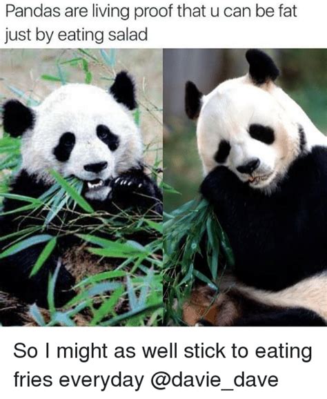 30 of The Funniest And Cutest Panda-Memes on The Web - I Can Has ...