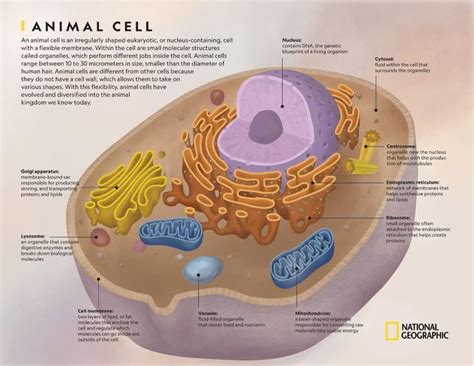 Animal Cell | National Geographic Society | Animal cell, Plant and animal cells, Cell theory