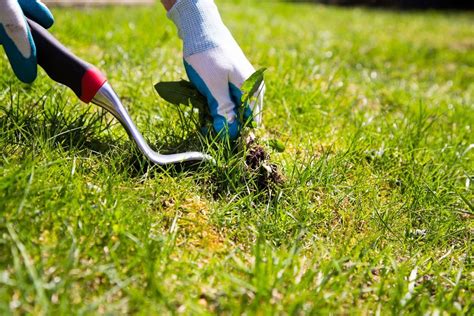 Weed Control FAQs: How Do You Kill Weeds and Not Grass? | Weed-A-Way Lawn Care