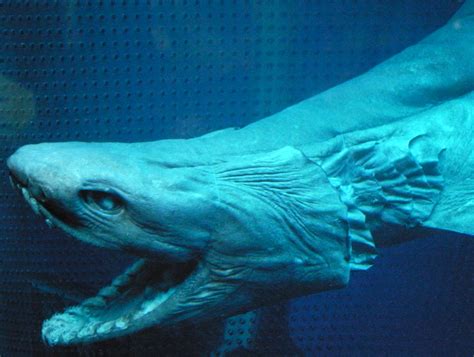 File:Frilled shark head2.jpg - Wikipedia