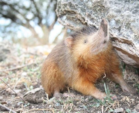 The Weird, Wild, Endangered Solenodon | Stanford School of Earth ...