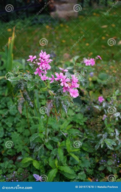 Powdery Mildew is One of the Most Dangerous Fungal Diseases on Phlox ...