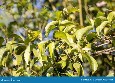 Leaves of Camphor, Cinnamomum Camphora Stock Image - Image of plant, aromatic: 274108763