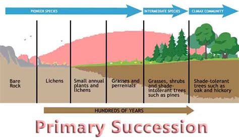 Primary Succession