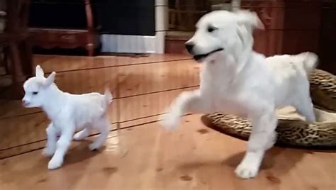 Golden Retriever Puppy Completely “Lost It” When He Met A Baby Goat