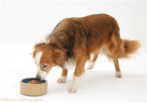 Dog: Border Collie eating wet food photo WP27807