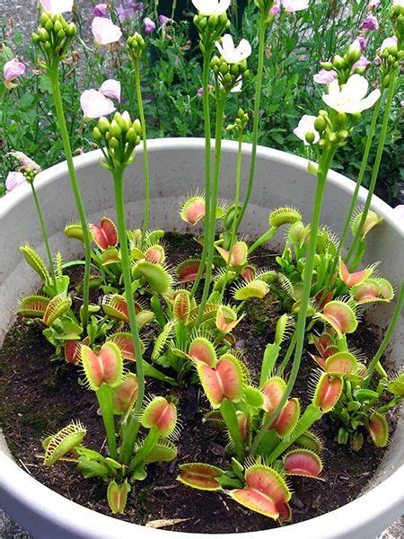 Dionaea flower | Planta carnívora, Idéias de jardinagem, Cultivo de ervas