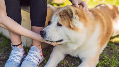 Akita Sleep Habits (Can They Sleep Outside?) | Paws and Learn