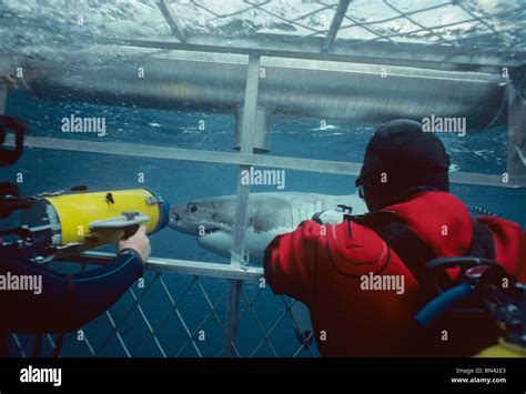 Divers filming Great White Shark (Carcharodon carcharias) from protective cage, Dangerous Reef ...