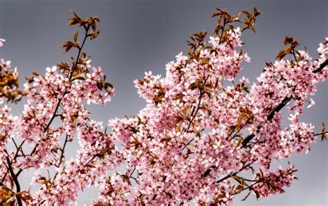 Free Images : tree, nature, branch, blossom, sky, white, sunlight, leaf, flower, produce, flora ...