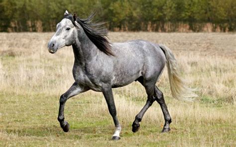 Lusitano Horse Breed - Profile, Facts, Photos - VIVO Pets