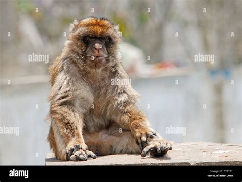 Barbary macaques in gibraltar hi-res stock photography and images - Alamy