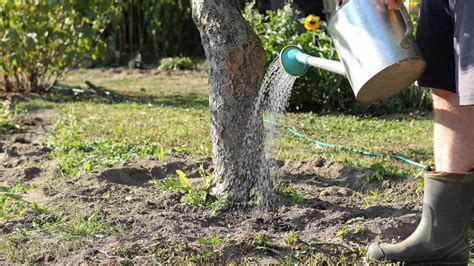 What Is A Tree's Drip Line, And Why It Is Important In Landscaping?