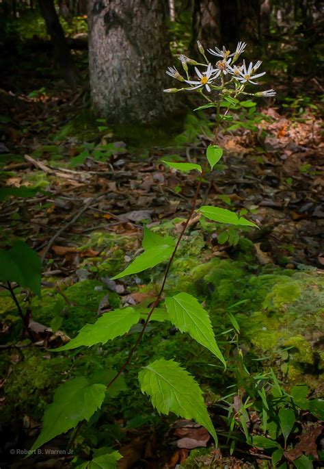 Maryland Biodiversity Project - White Wood Aster (Eurybia divaricata)