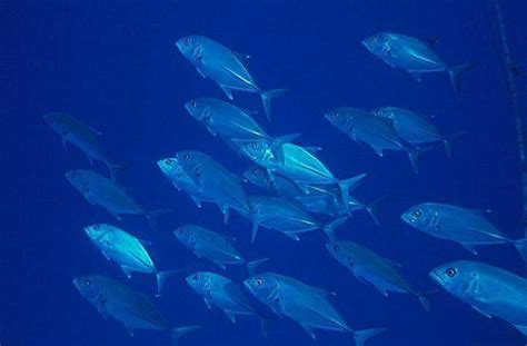 Fish, trevally interesting facts and photos