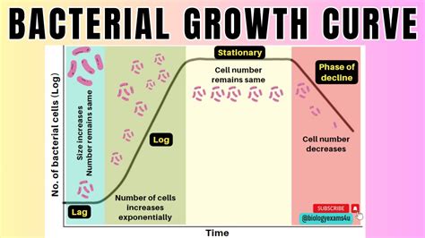 Bacterial Growth Curve in 2 minutes|4 Phases of Microbial Growth Curve🦠 ...