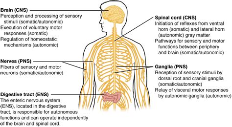 Basic Structure and Function of the Nervous System | Anatomy and ...